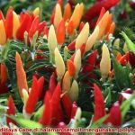budidaya-cabe-subur Cara membudidayakan tanaman cabe