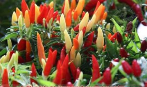 budidaya-cabe-subur Cara membudidayakan tanaman cabe