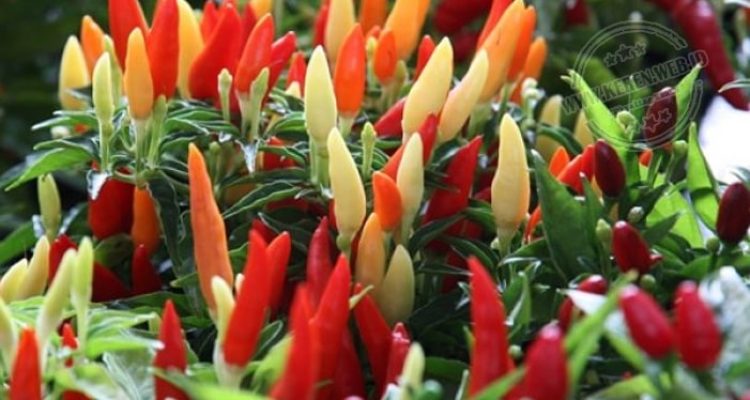 budidaya-cabe-subur Cara membudidayakan tanaman cabe