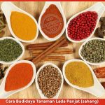 budidaya-lada-panjat Cara Budidaya Tanaman Lada Panjat (sahang)