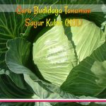 budidaya-sayur-kubis Cara Budidaya Tanaman Sayur Kubis (KOL)