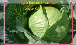 budidaya-sayur-kubis Cara Budidaya Tanaman Sayur Kubis (KOL)