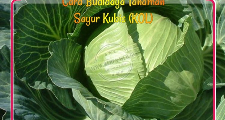 budidaya-sayur-kubis Cara Budidaya Tanaman Sayur Kubis (KOL)