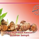 cara-budidaya-kencur Cara Budidaya Kencur di Lahan Sempit
