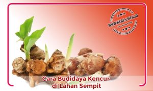cara-budidaya-kencur Cara Budidaya Kencur di Lahan Sempit
