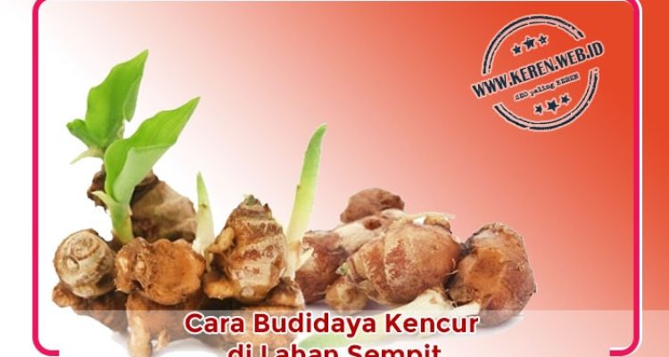 cara-budidaya-kencur Cara Budidaya Kencur di Lahan Sempit