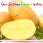 cara-budidaya-kentang Cara Budidaya Tanaman Kentang