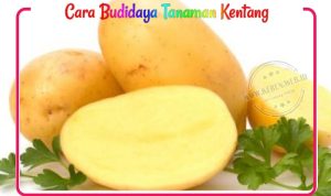 cara-budidaya-kentang Cara Budidaya Tanaman Kentang