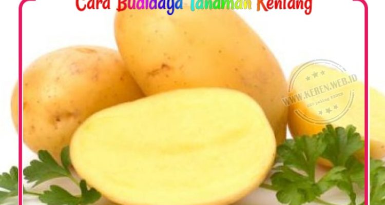 cara-budidaya-kentang Cara Budidaya Tanaman Kentang