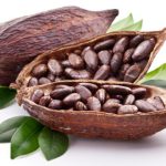 Cara membudidayakan tanaman Kakao Cara membudidayakan tanaman Kakao