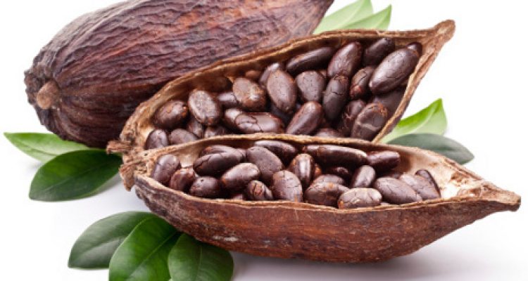 Cara membudidayakan tanaman Kakao