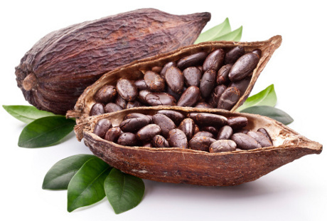 Cara membudidayakan tanaman Kakao