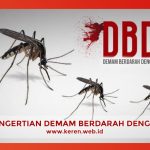 demam-berdarah-dengue Pengertian dan Gejala Demam Berdarah Dengue