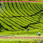 Gunung Dempo, Pesona Hamparan Kebun Teh