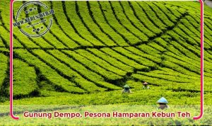 gunung-dempo-pesona-hamparan-kebun-teh Gunung Dempo, Pesona Hamparan Kebun Teh