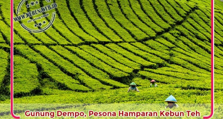 Gunung Dempo, Pesona Hamparan Kebun Teh