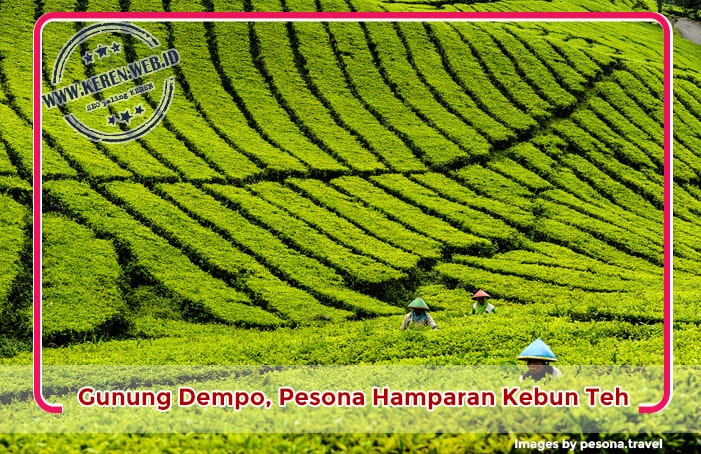 Gunung Dempo, Pesona Hamparan Kebun Teh