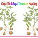 hama-dan-penyakit-tanaman-kentang Jenis-jenis Hama dan Penyakit pada tanaman kentang