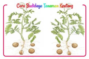 Jenis-jenis Hama dan Penyakit pada tanaman kentang