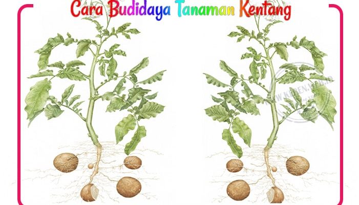 hama-dan-penyakit-tanaman-kentang Jenis-jenis Hama dan Penyakit pada tanaman kentang