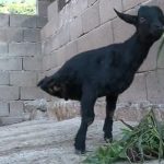 Heboh Kambing berkaki dua