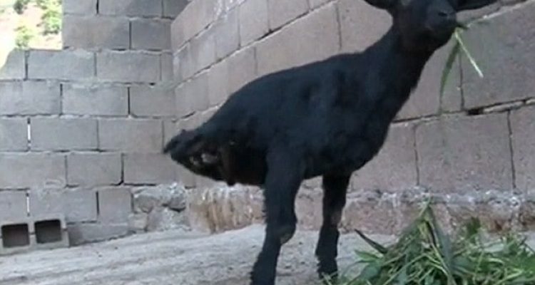 Heboh Kambing berkaki dua