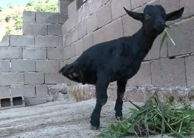 Heboh Kambing berkaki dua Heboh Kambing berkaki dua
