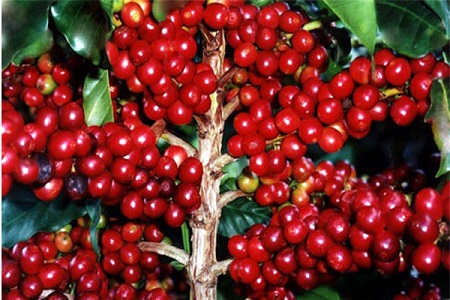 Baca Juga: Pengendalian Hama dan Penyakit pada Tanaman Kopi